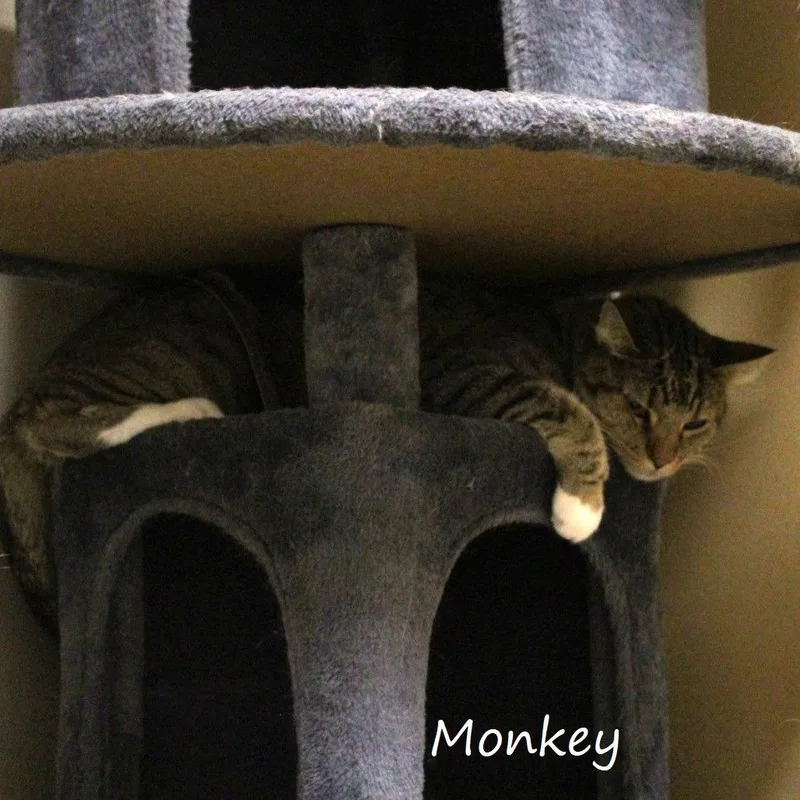 Monkey thumbnail 3
