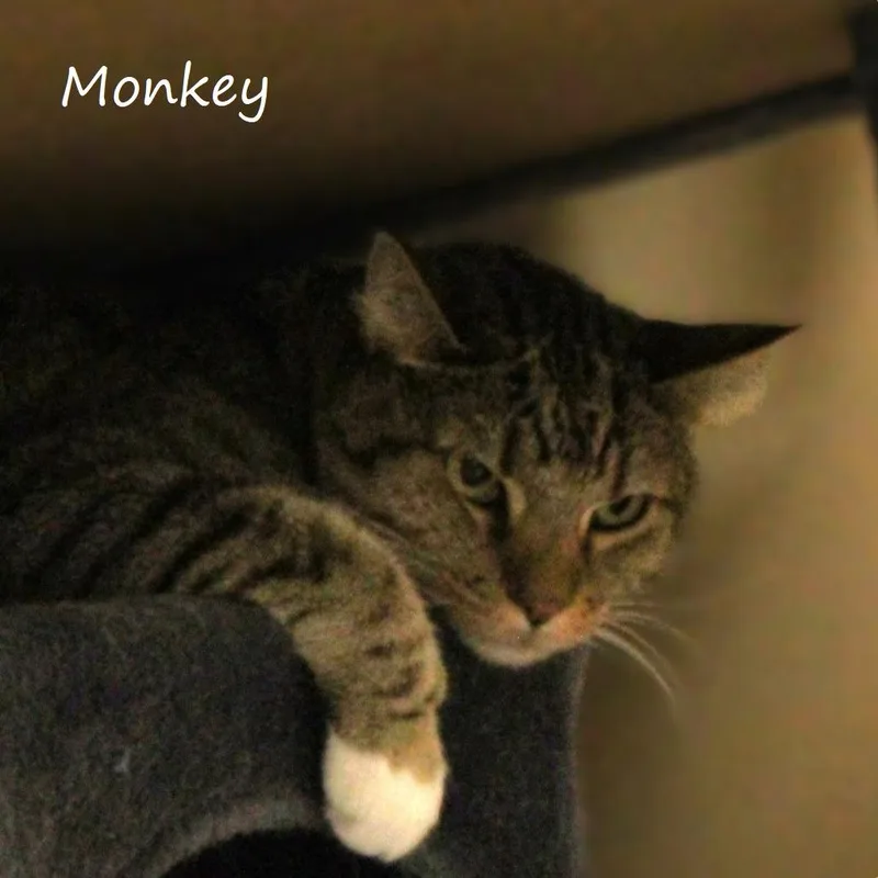 Monkey thumbnail 4