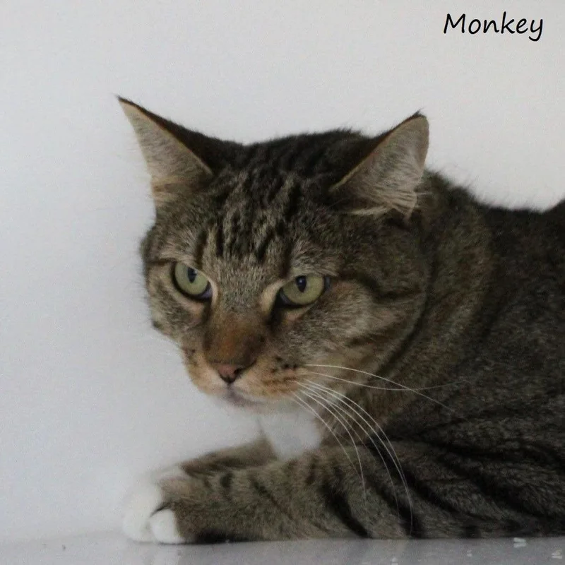 Monkey thumbnail 5