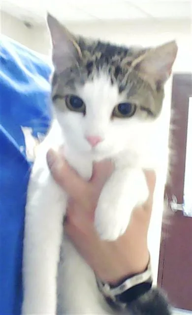 A young small-sized female Domestic Short Hair cat named A for adoption in Fayetteville, NC