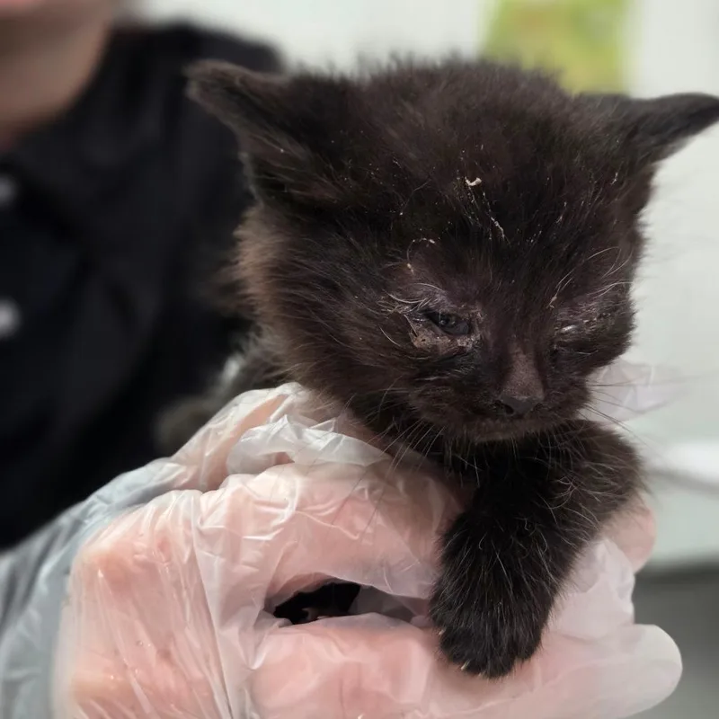 A baby small-sized male Black Domestic Short Hair cat named The Miz for adoption in Charleston, WV