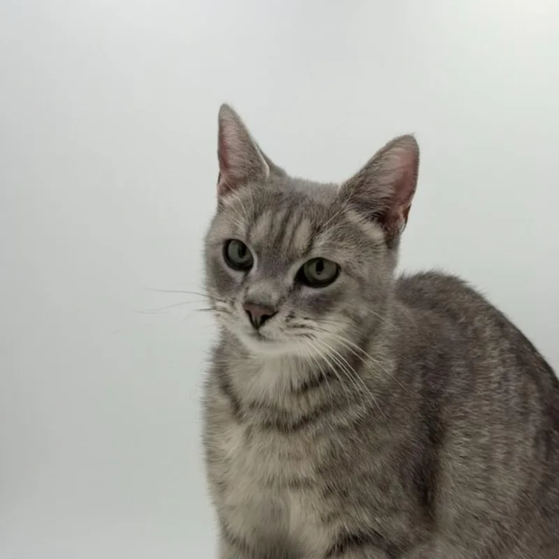 A young medium-sized female Domestic Short Hair cat named Arachne for adoption in State College, PA