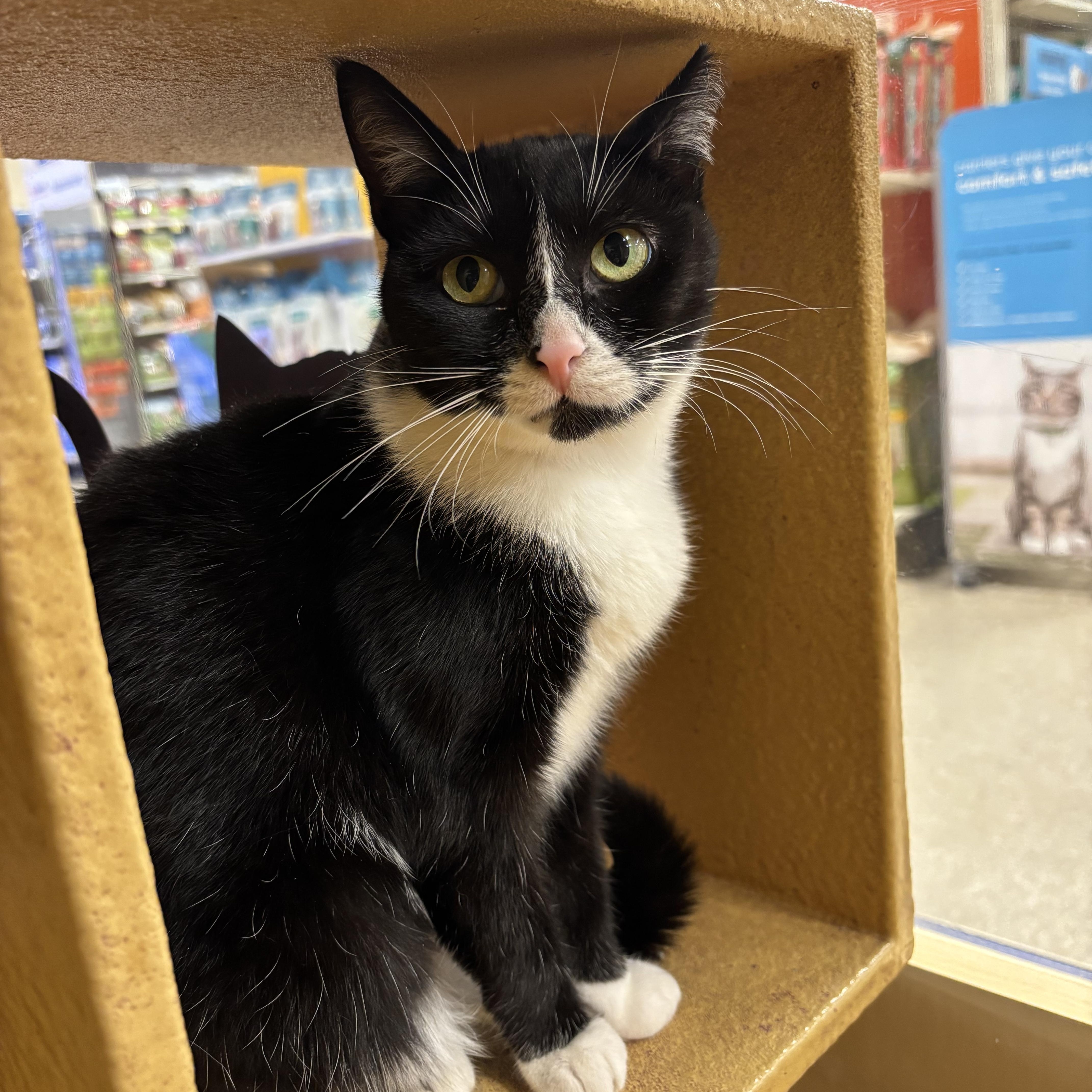 An adult medium-sized female Black & White / Tuxedo Domestic Short Hair cat named Sandwich for adoption in Bellmawr, NJ