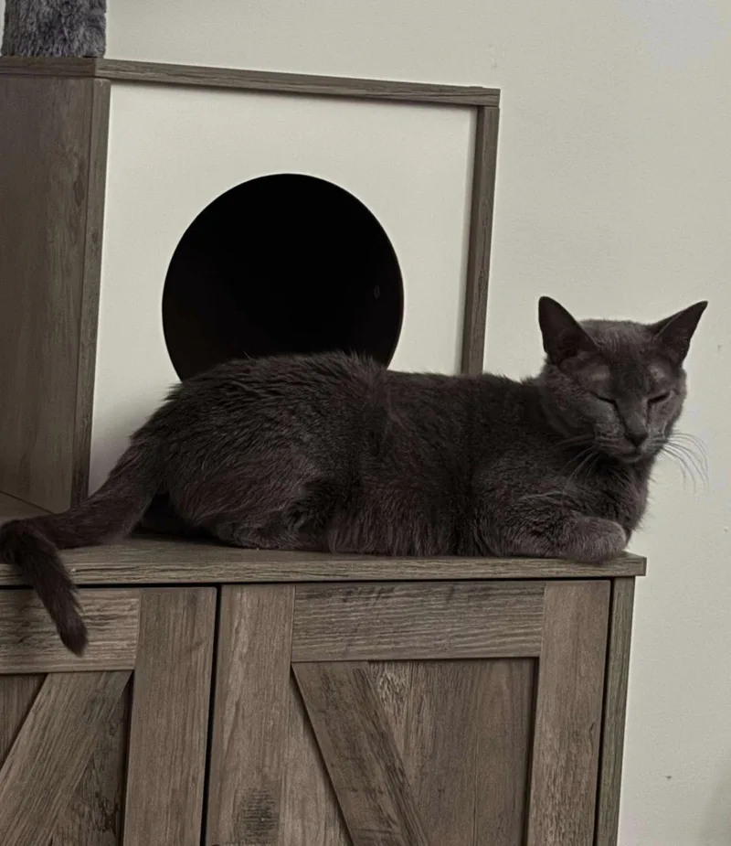 An adult medium-sized female Domestic Short Hair cat named Happy Hazel for adoption in Wilmington, NC