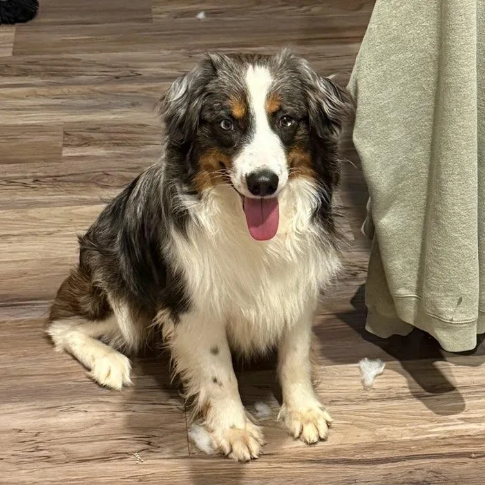 A young medium-sized male Australian Shepherd dog named Duke for adoption in Blue Springs, MO