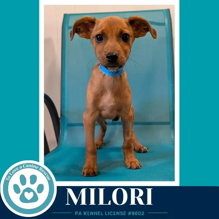 Milori