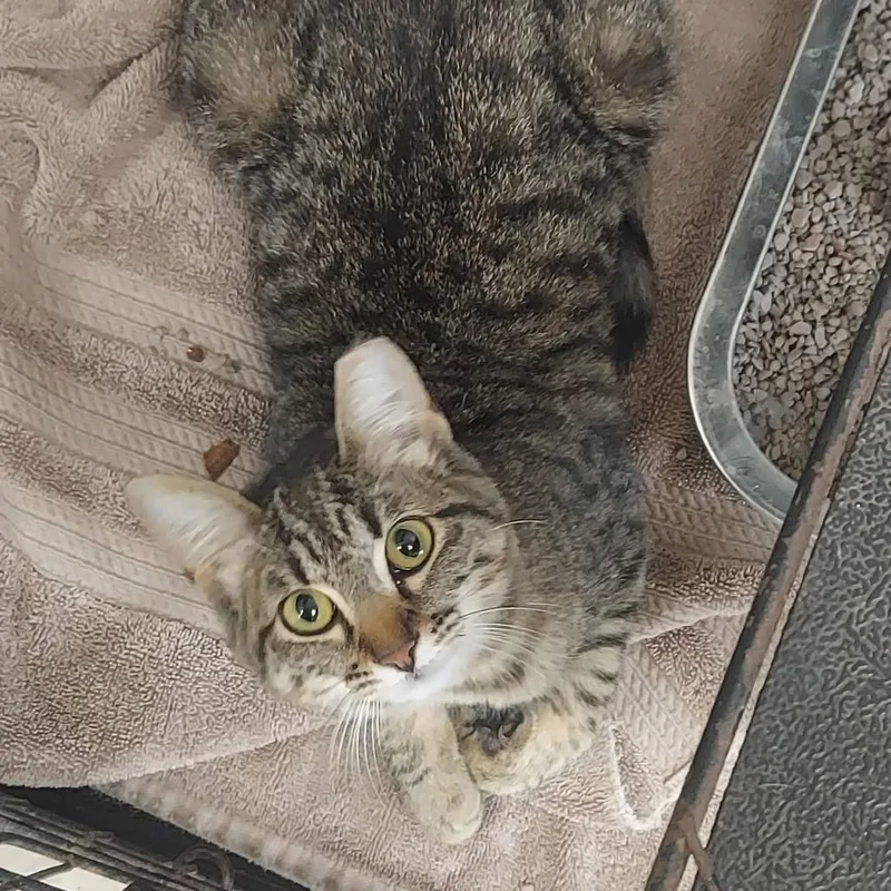 A young small-sized female Brown / Chocolate Domestic Short Hair cat named Sweetie Pie for adoption in Cleveland, MS