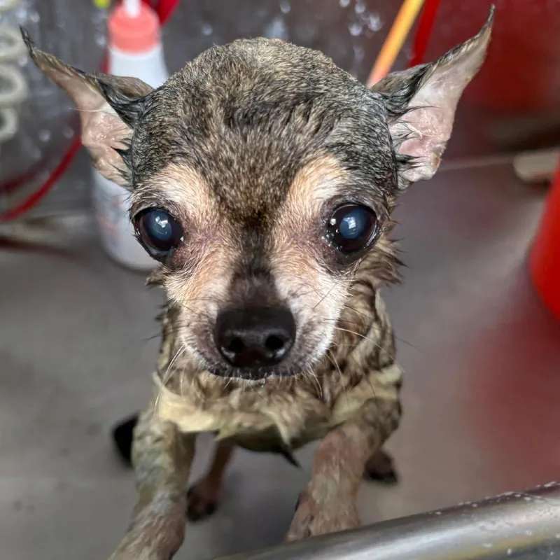 A senior small-sized female Brindle Chihuahua dog named Shadow for adoption in Tampa, FL