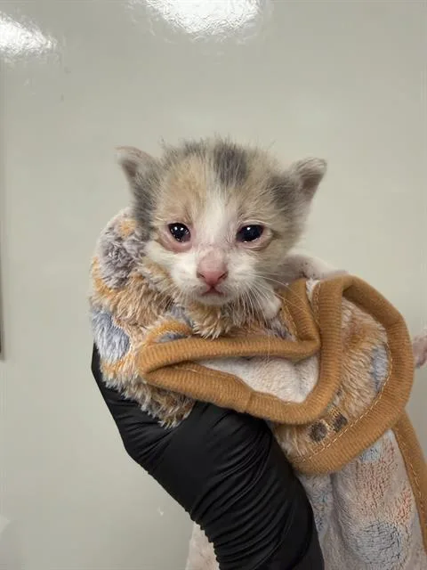 A baby small-sized female Domestic Short Hair cat named Biscuit for adoption in Ontario, CA