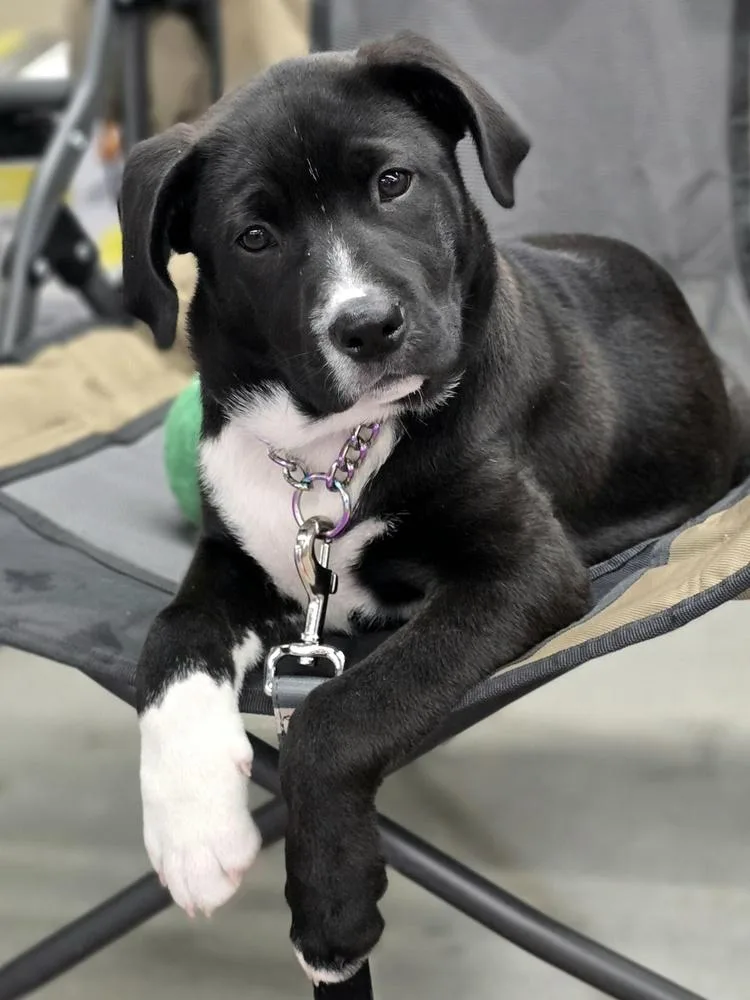 A baby medium-sized female Tricolor (Brown, Black, & White) Mixed Breed dog named Maddie for adoption in Dorr, MI
