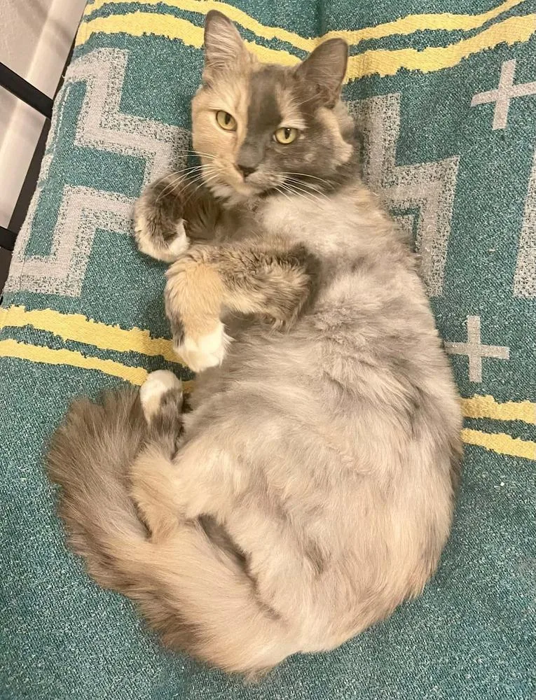 A senior medium-sized female Domestic Medium Hair cat named Taylor for adoption in tucson, AZ