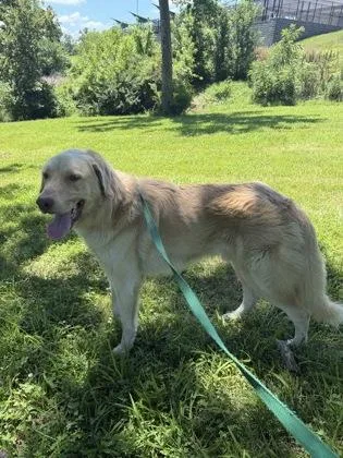 An adult extra large-sized male Yellow / Tan / Blond / Fawn Mixed Breed dog named Reggie for adoption in Kansas City, MO