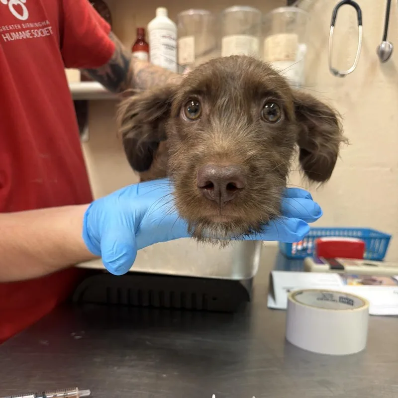 A baby small-sized male Terrier dog named Knox for adoption in Birmingham, AL