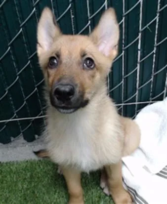 A baby small-sized female Belgian Shepherd / Malinois dog named Ruka for adoption in Downey, CA