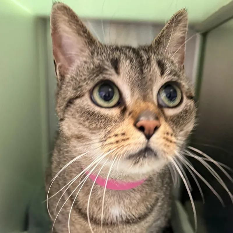 A young large-sized female Brown / Chocolate Domestic Short Hair cat named Maranie for adoption in Fairport, NY