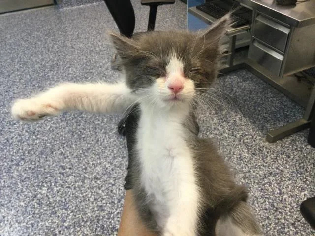A baby small-sized male Domestic Medium Hair cat named A for adoption in Thousand Palms, CA