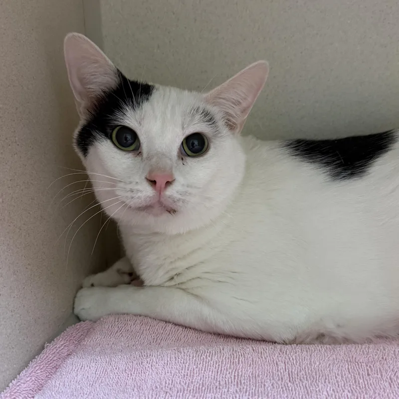 An adult medium-sized male Domestic Short Hair cat named Biscuit for adoption in Kearney, NE