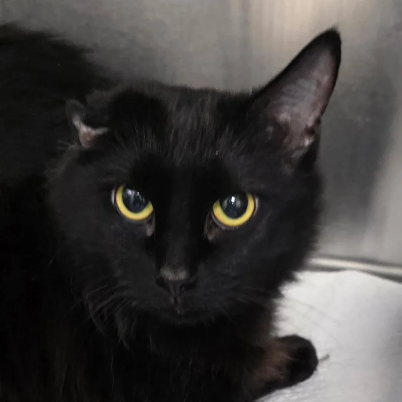 A young medium-sized female Black Domestic Medium Hair cat named Piper for adoption in Williston, FL