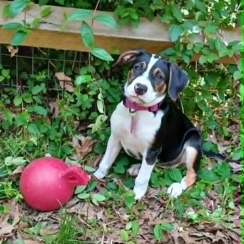 A young large-sized female Mixed Breed dog named Ellie for adoption in Blacksburg, VA