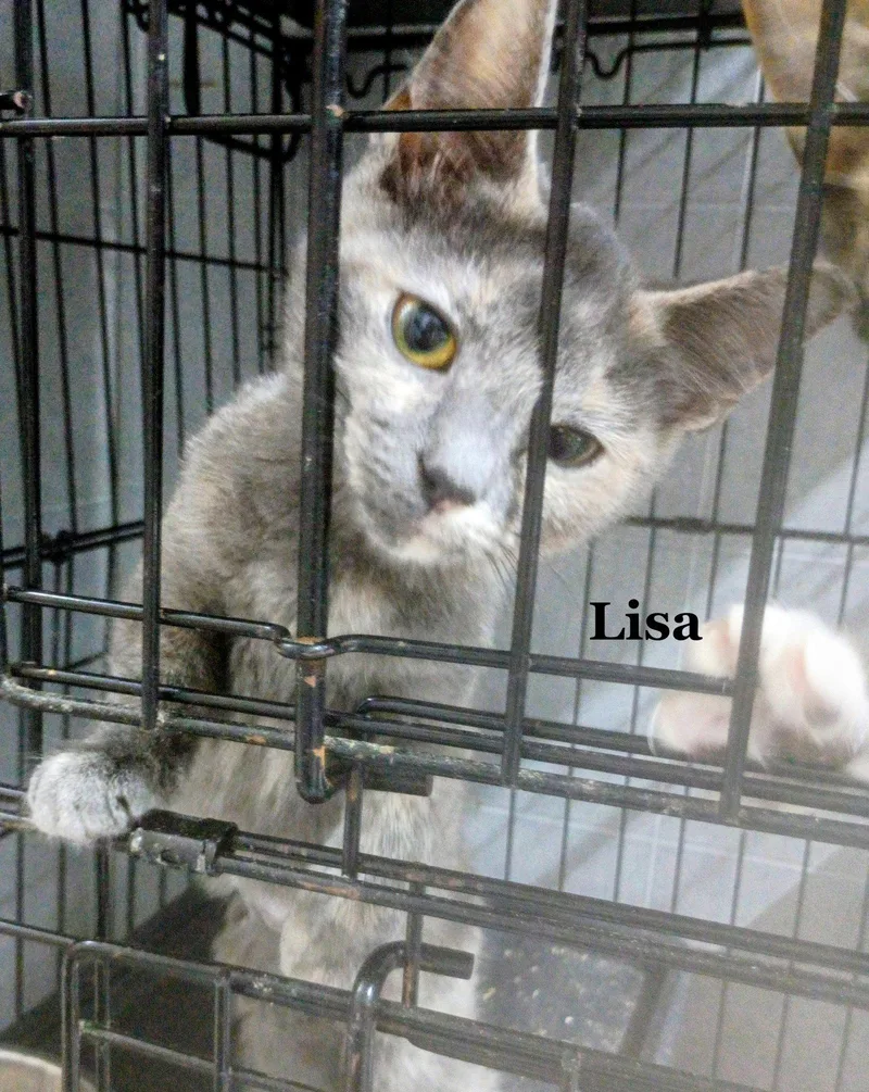A young medium-sized female Tortoiseshell cat named Lisa for adoption in Morehead, KY