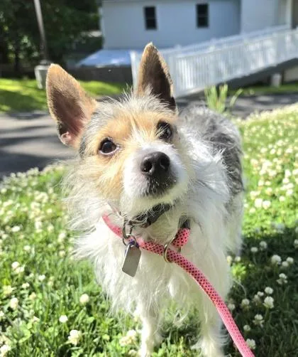 An adult small-sized male Parson Russell Terrier dog named Spudz for adoption in New Hope, PA