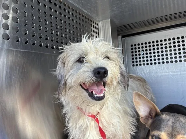 A young small-sized male Cairn Terrier dog named Kelp for adoption in Mesa, AZ