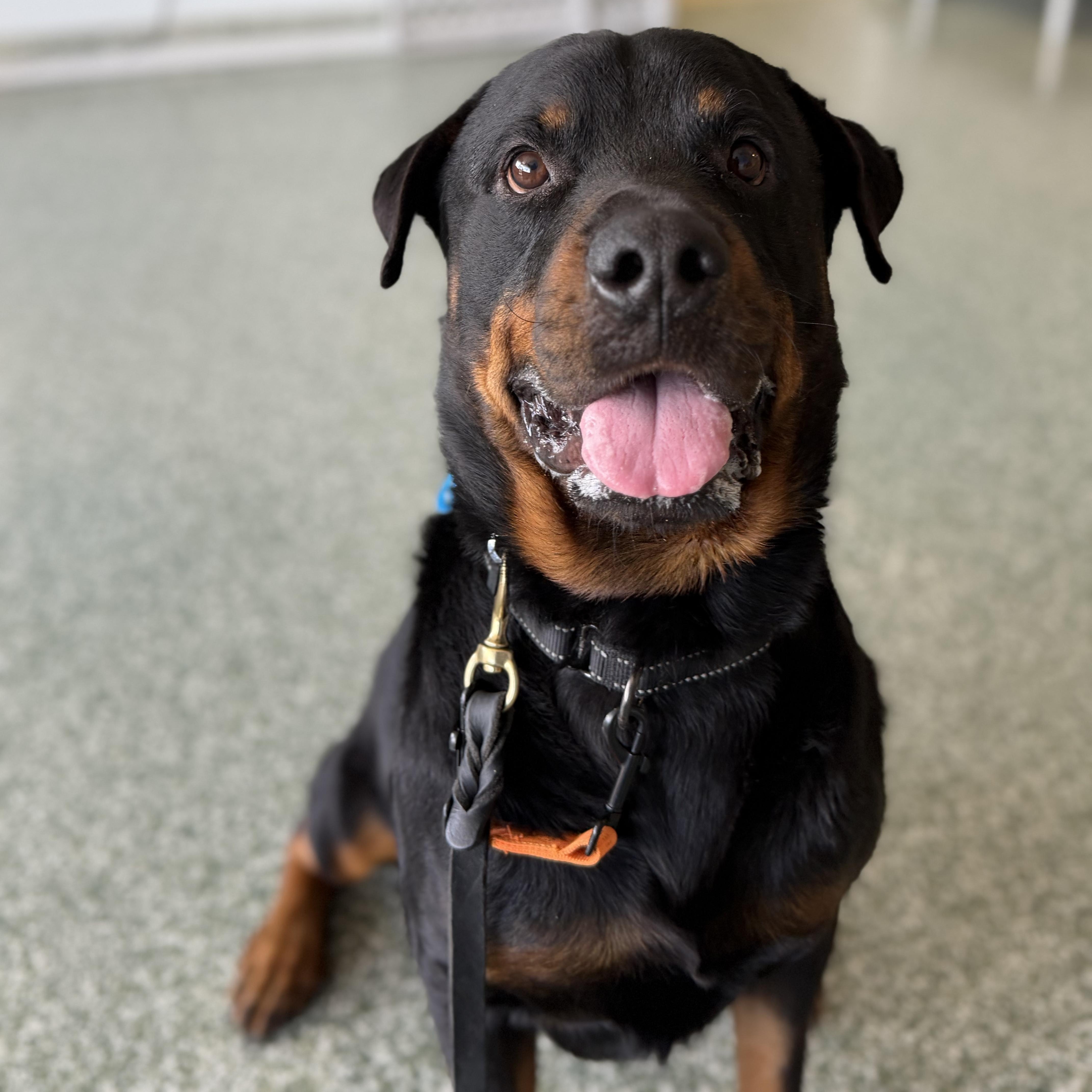 An adult large-sized male Black Rottweiler dog named Carl for adoption in Scottsdale, AZ