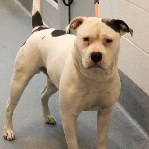 An adult large-sized male White / Cream Pit Bull Terrier dog named Fat Boy for adoption in Fredericksburg, VA