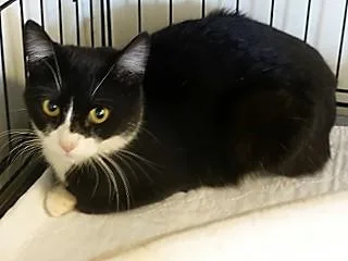 A young small-sized female Black & White / Tuxedo Domestic Short Hair cat named Minnie for adoption in Anaconda, MT