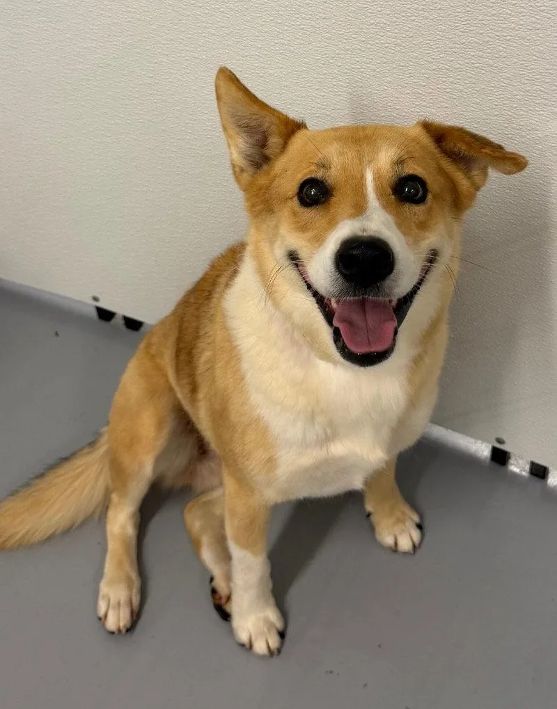 Nala