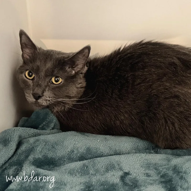 An adult small-sized male Gray / Blue / Silver Domestic Short Hair cat named Stormy for adoption in Cheyenne, WY