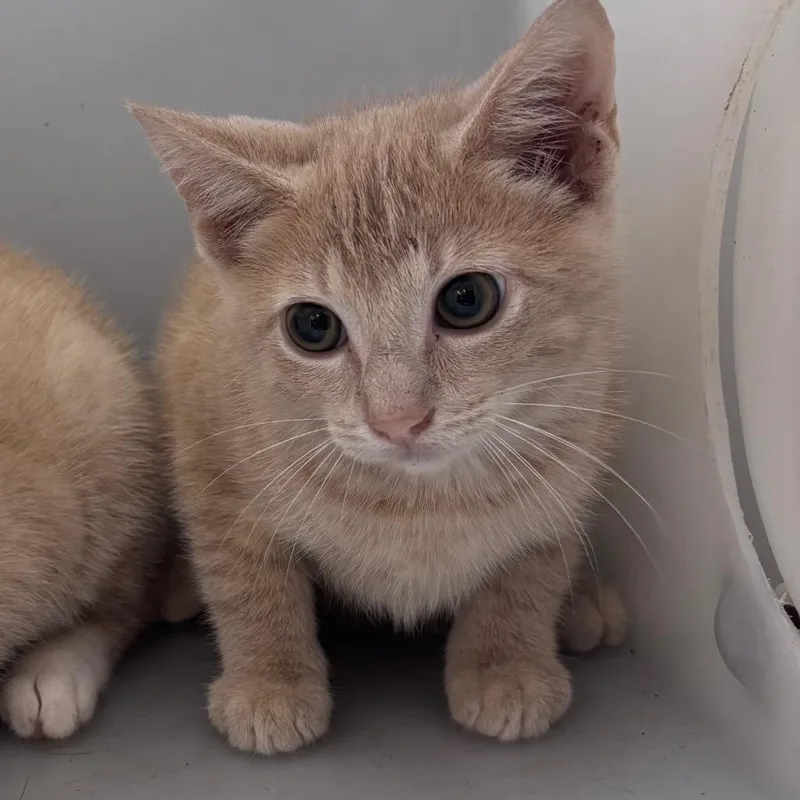 A baby small-sized male Buff / Tan / Fawn Domestic Short Hair cat named Apple for adoption in Columbus, GA