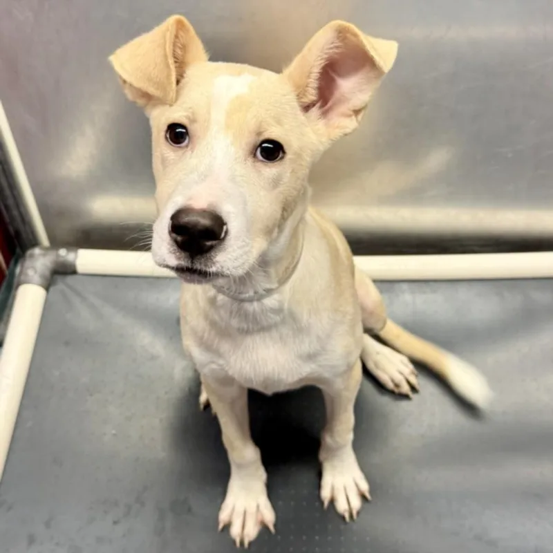 A baby small-sized male German Shepherd Dog dog named Cage for adoption in Houston, TX
