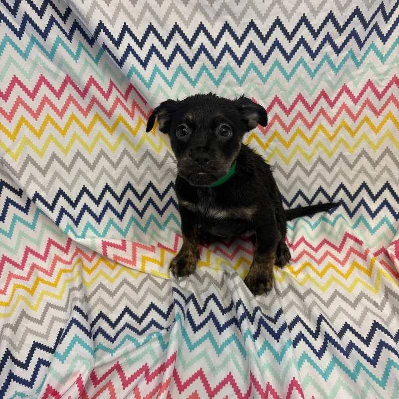 A baby medium-sized female Black Pit Bull Terrier dog named Meeko for adoption in Royse City, TX
