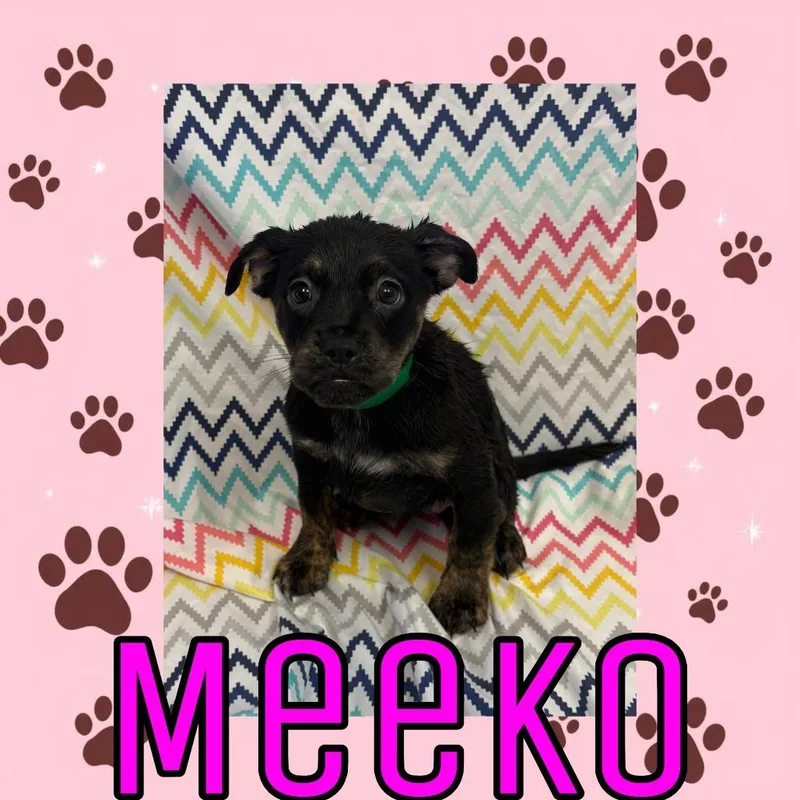 Meeko thumbnail 2