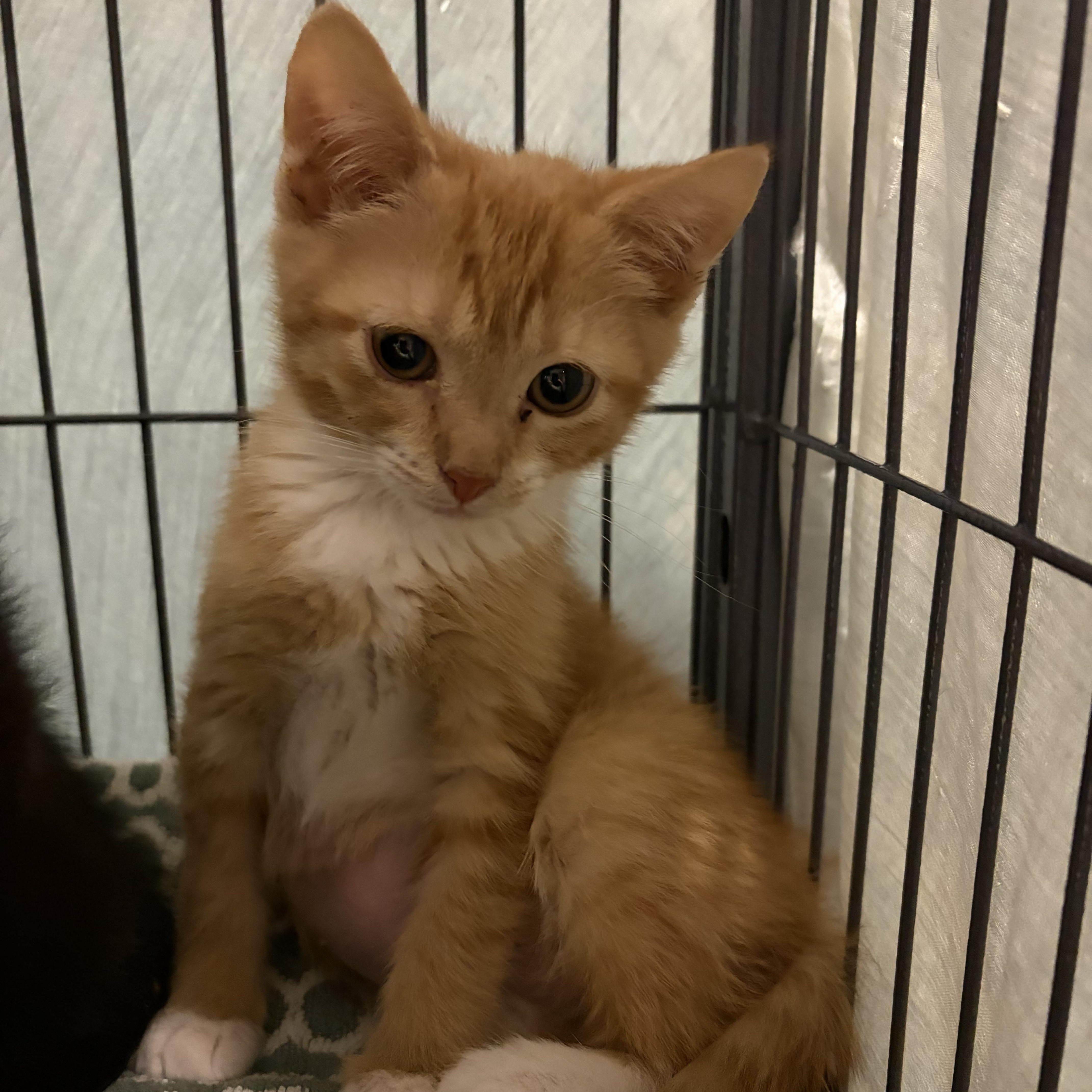 A baby medium-sized female Tabby (Orange / Red) Domestic Short Hair cat named Britney for adoption in Charleston, SC