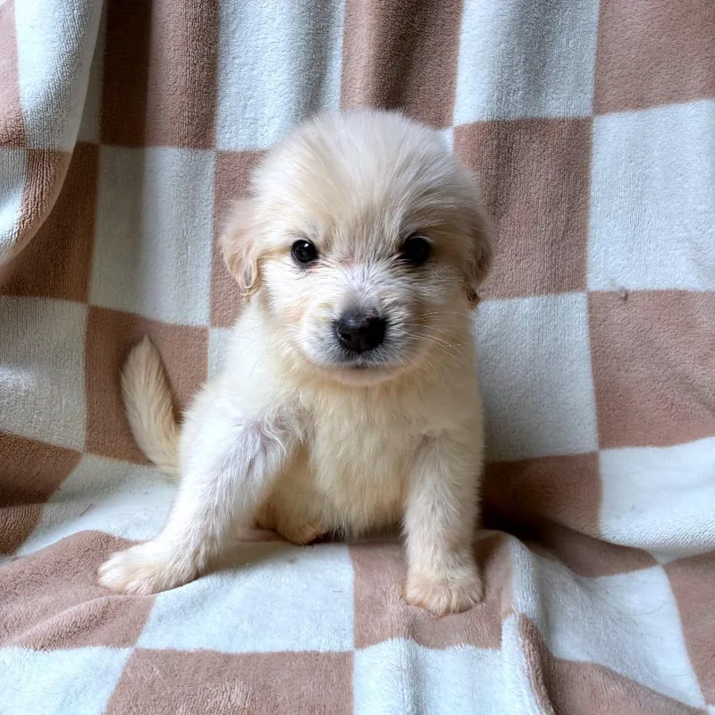 Cato