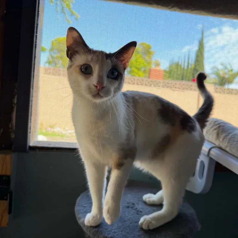 A young small-sized female Calico Domestic Short Hair cat named Snow for adoption in Long Beach, CA