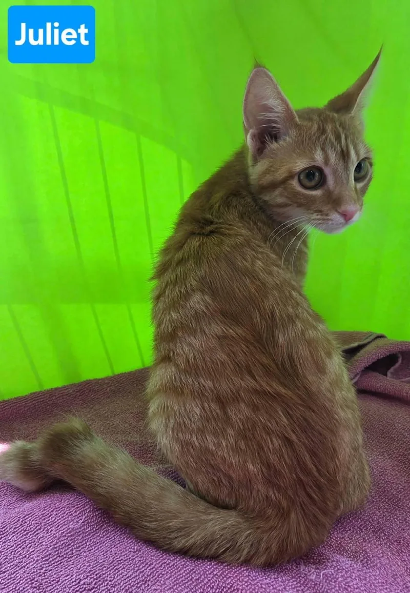 A baby small-sized female Domestic Short Hair cat named Juliet for adoption in Catasauqua, PA