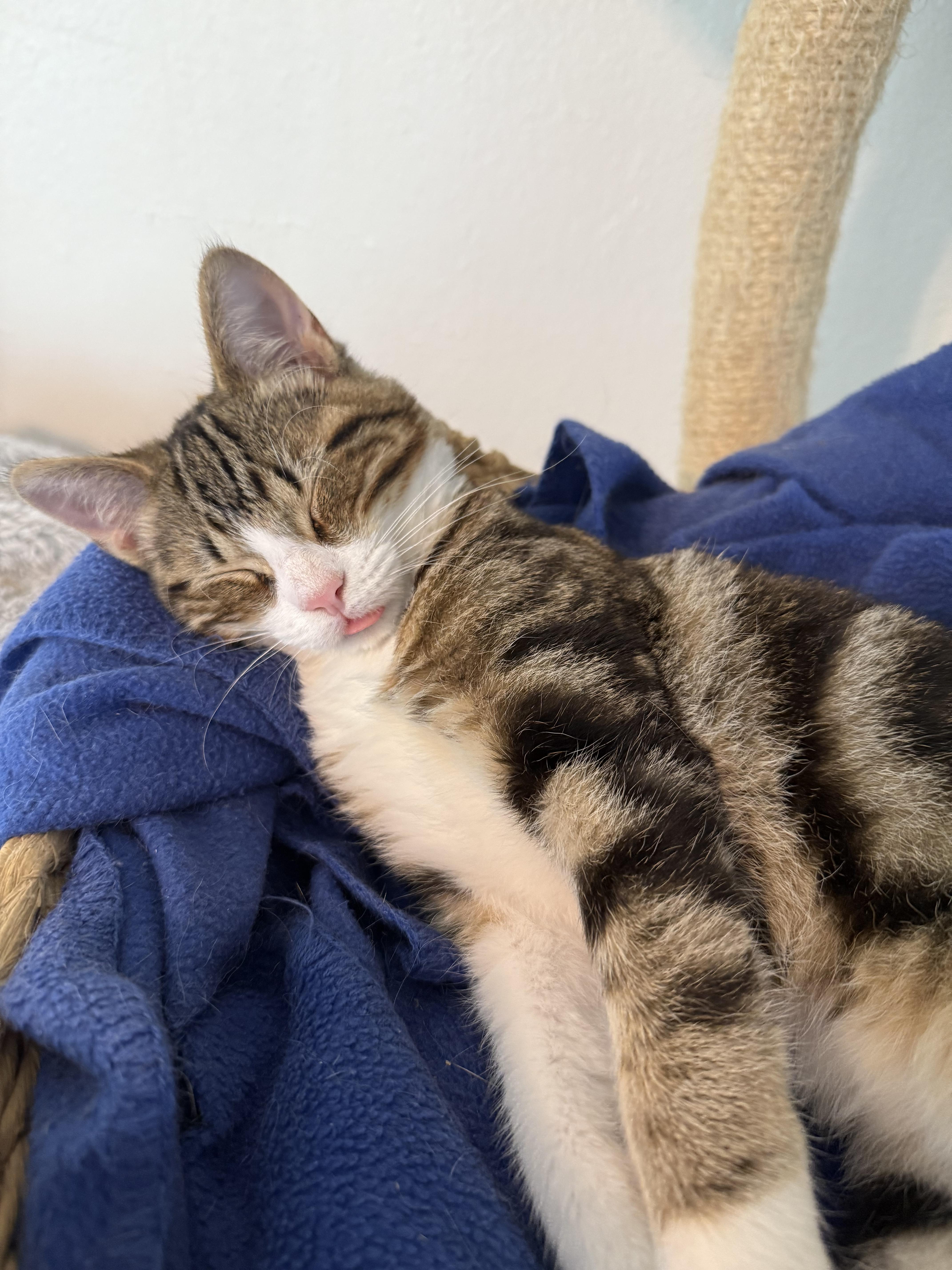 A young medium-sized male Tabby (Brown / Chocolate) Domestic Short Hair cat named Ryder for adoption in Shreveport, LA