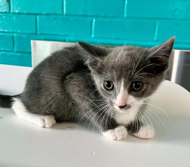 A baby medium-sized female Domestic Short Hair cat named Kacey for adoption in Moundsville, WV