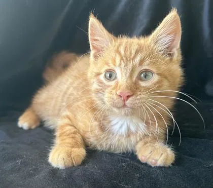A young medium-sized male Domestic Short Hair cat named Rusty for adoption in Buffalo, MN