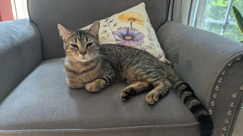A young medium-sized female Domestic Short Hair cat named Tabitha for adoption in hinckley, IL