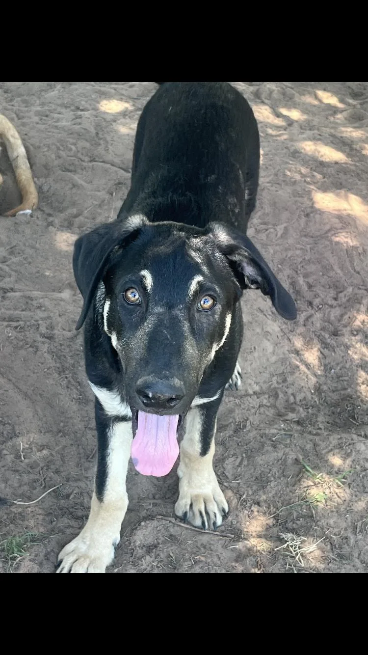 A baby large-sized male Bicolor German Shepherd Dog dog named Alex for adoption in Paradise, TX