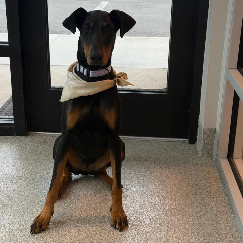 A young large-sized female Black Doberman Pinscher dog named Pepper for adoption in Englewood, FL