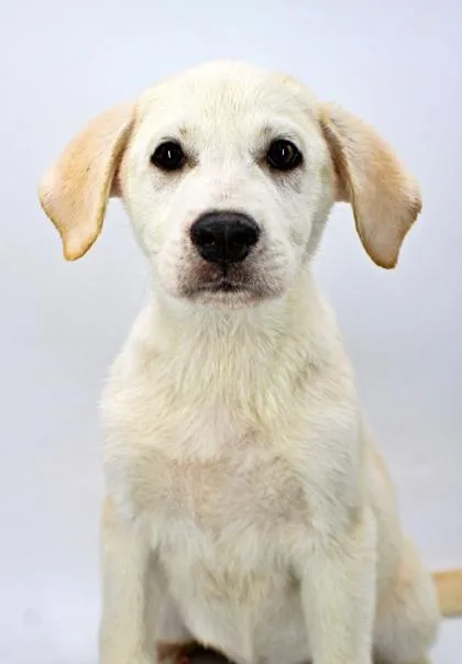 A baby large-sized female Golden Retriever dog named Kelsey for adoption in Morton Grove, IL