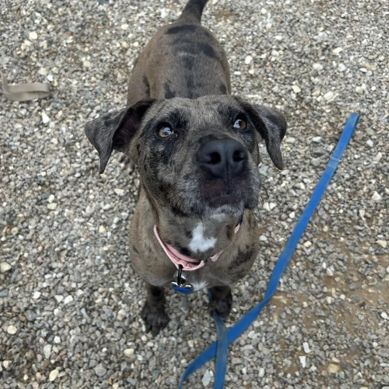 An adult medium-sized female Black Mixed Breed dog named Presley for adoption in Auburn, AL