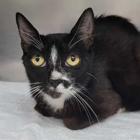 A baby medium-sized female Black & White / Tuxedo Domestic Short Hair cat named Chess for adoption in Valdosta, GA