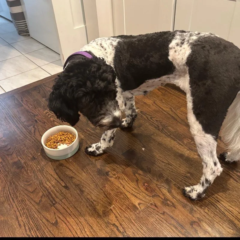 An adult large-sized female Black Poodle dog named Coco for adoption in Rossville, GA