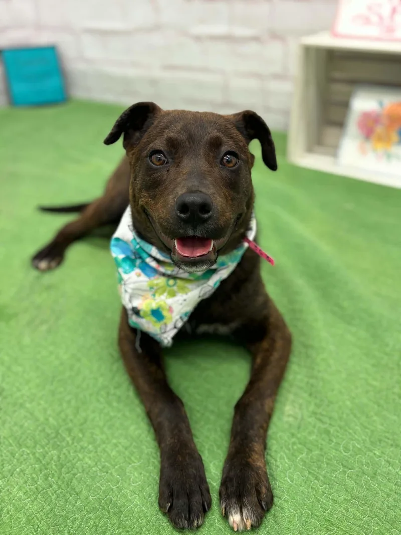 A young medium-sized female American Staffordshire Terrier dog named Betty for adoption in Oxford, MI